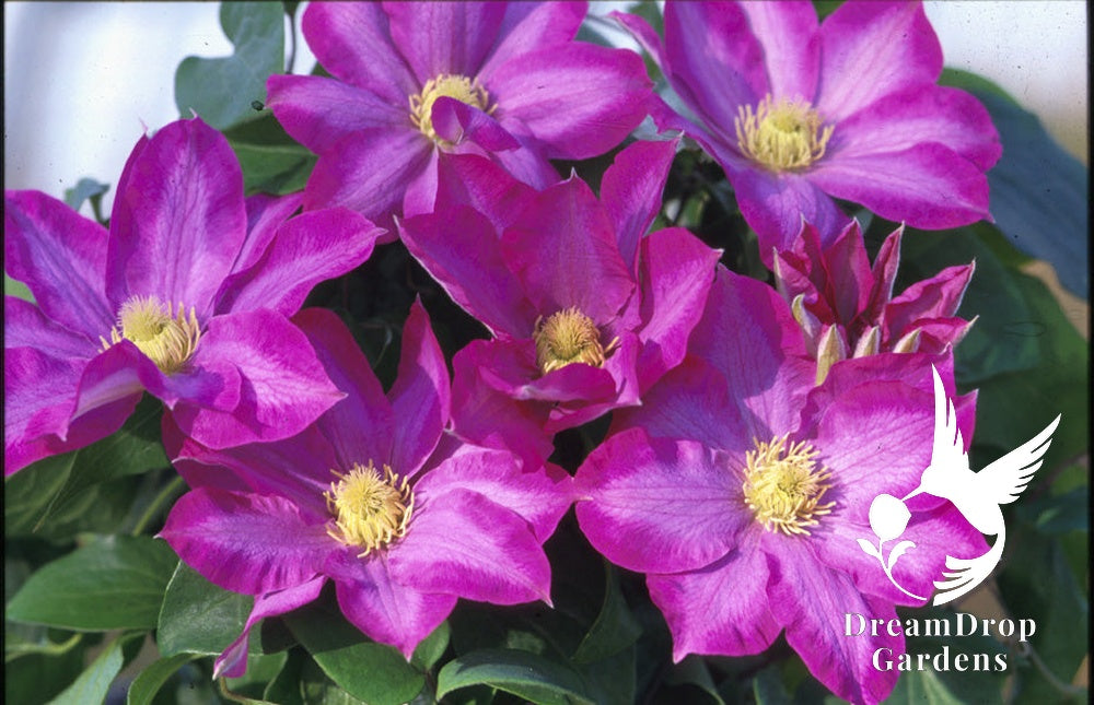 Clematis 'Kakio' AKA 'Pink Champagne' — DreamDrop Gardens photo 1