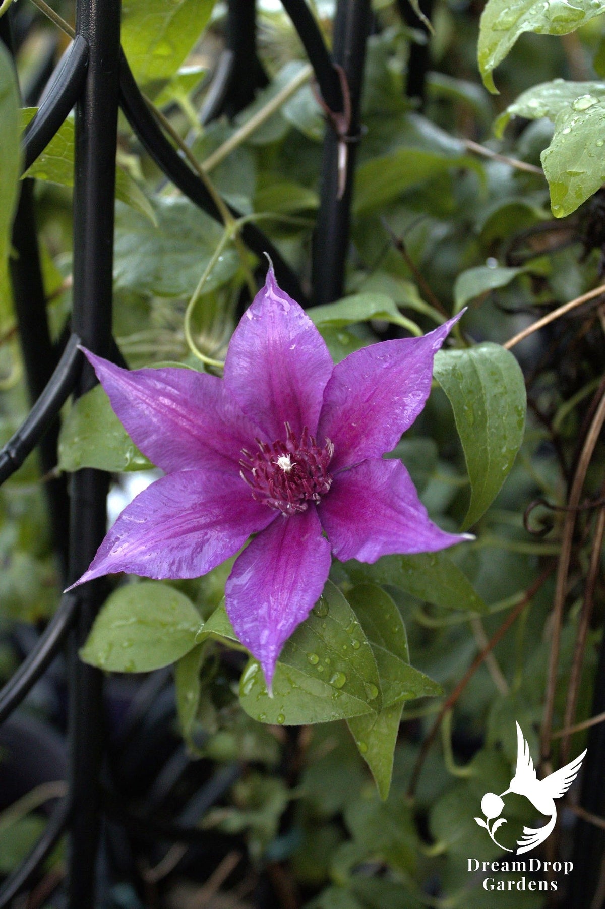 Clematis 'Adam's Courage' — DreamDrop Gardens photo 1