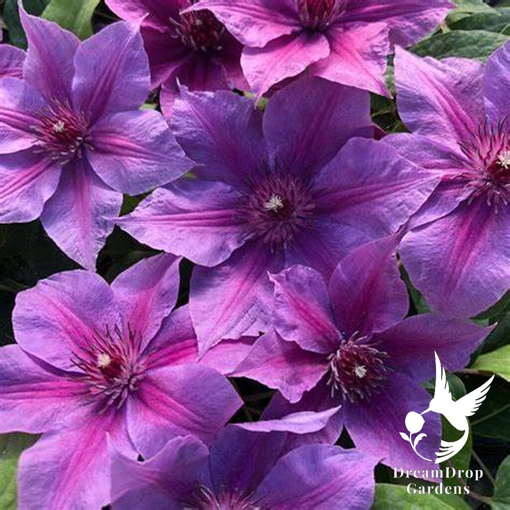 Clematis 'Adam's Courage' — DreamDrop Gardens photo 2
