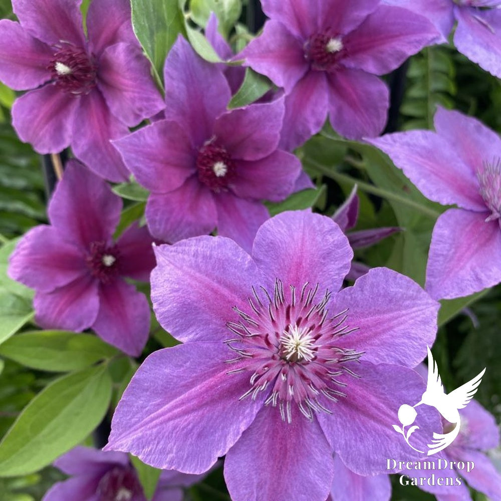 Clematis 'Adam's Courage' — DreamDrop Gardens photo 3