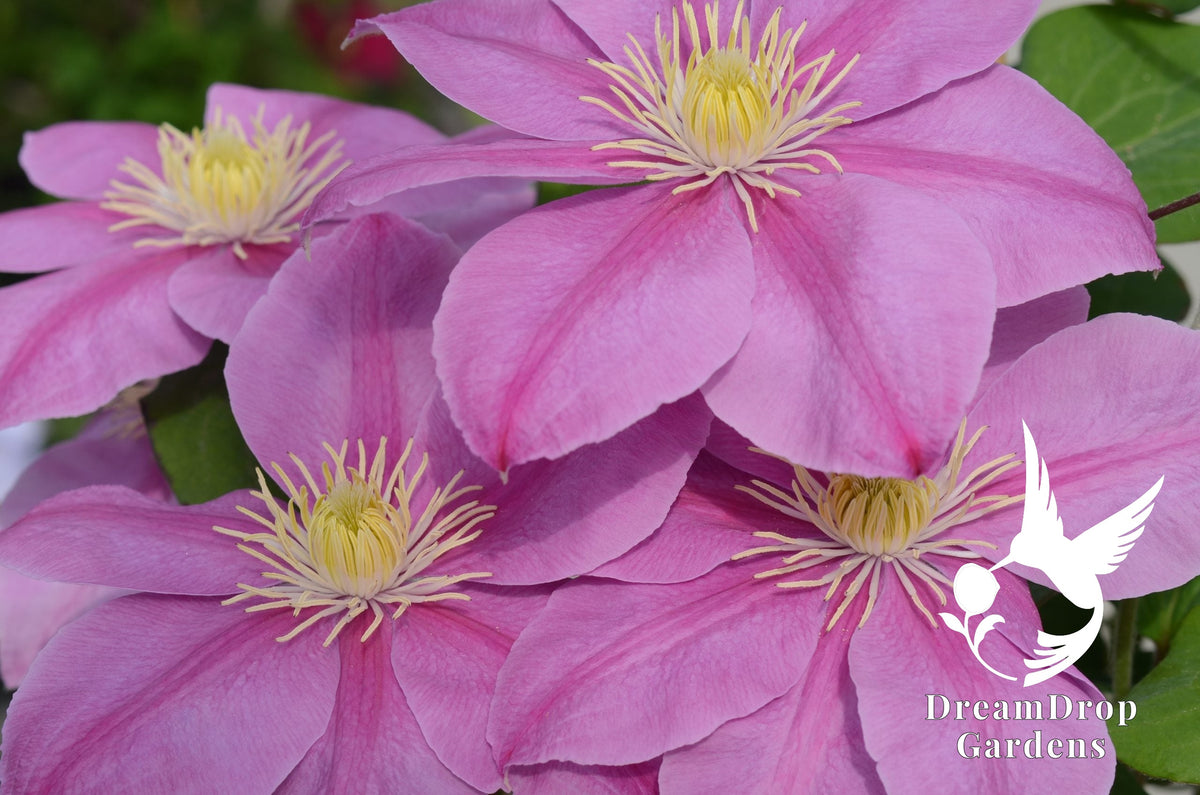 Clematis 'Alaina' - Pink - 5ft Dwarf Variety — DreamDrop Gardens photo 1