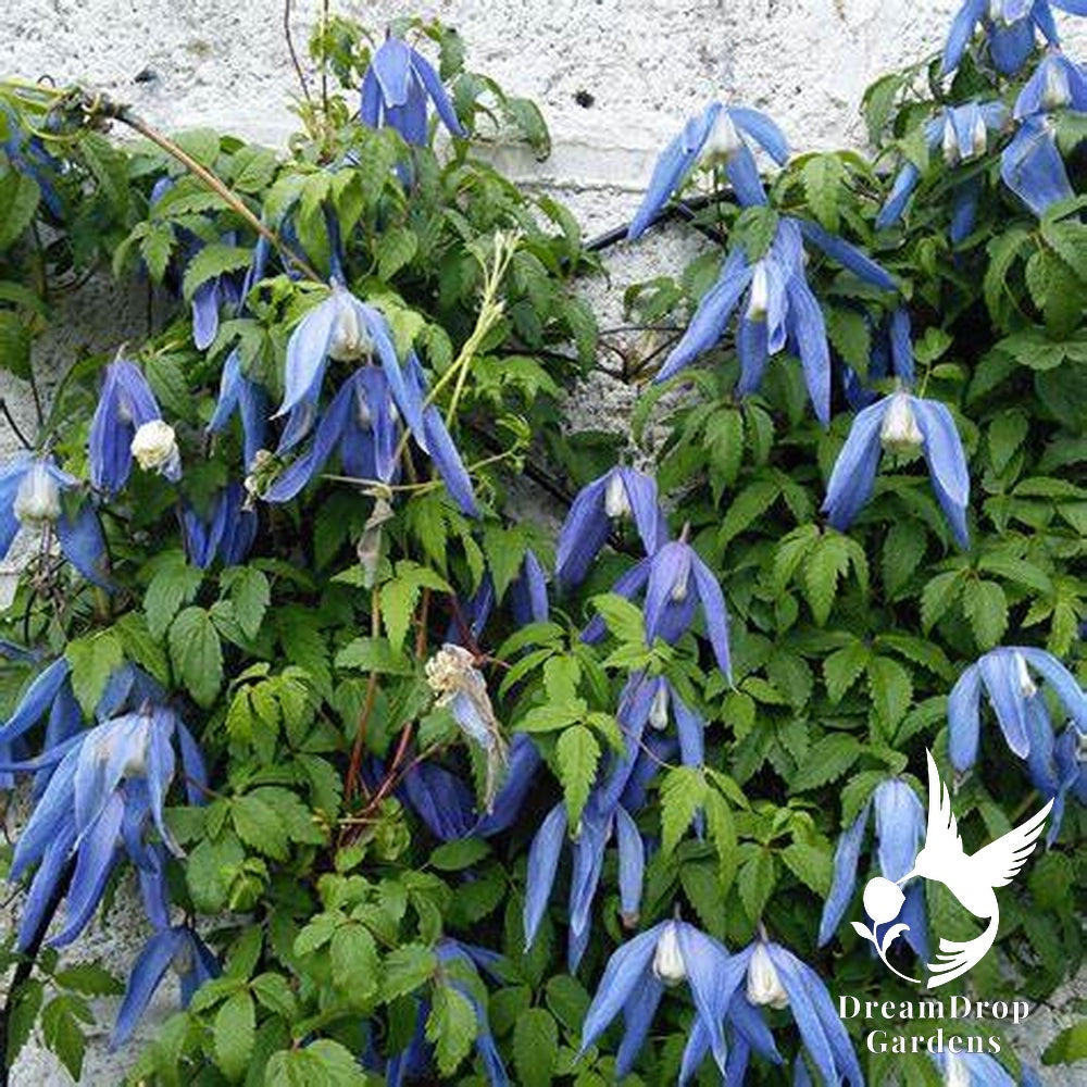 Clematis 'Alpina Blue Dancer' — DreamDrop Gardens photo 10