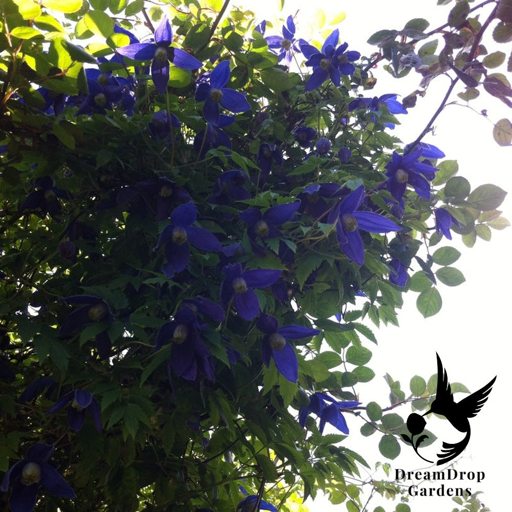 Clematis 'Alpina Blue Dancer' — DreamDrop Gardens photo 12