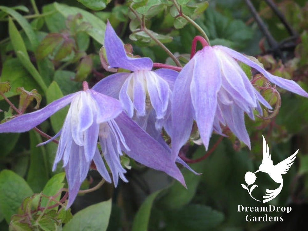 Clematis 'Alpina Blue Dancer' — DreamDrop Gardens photo 1