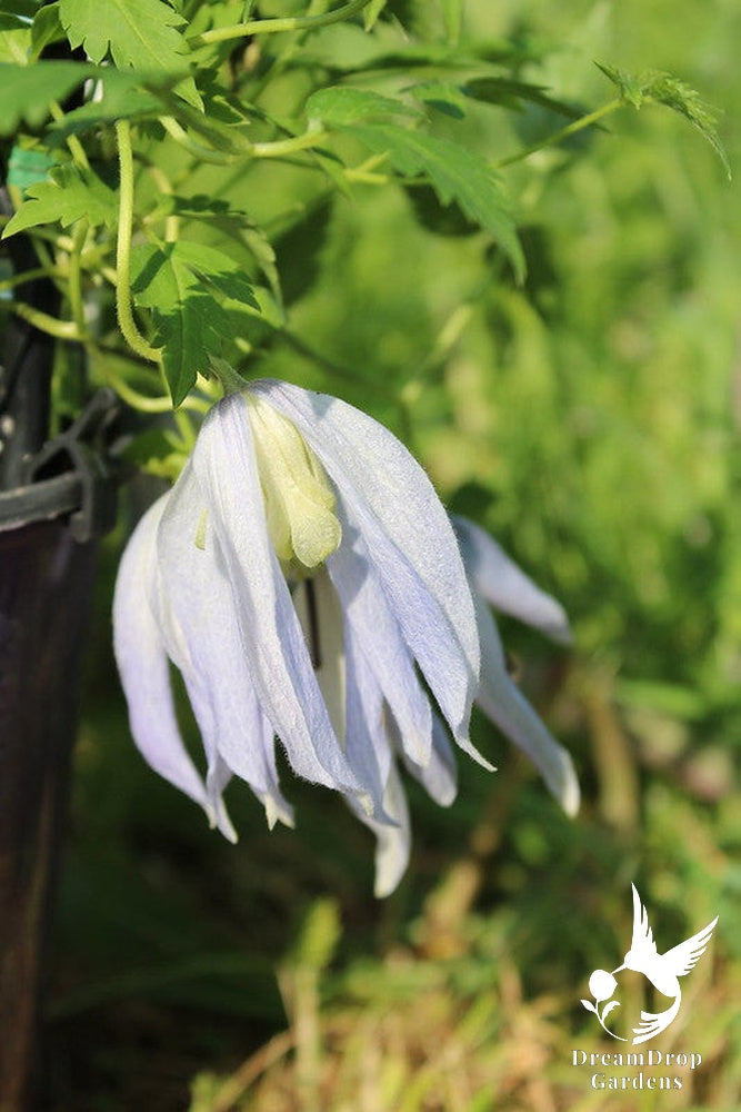 Clematis 'Alpina Blue Dancer' — DreamDrop Gardens photo 2