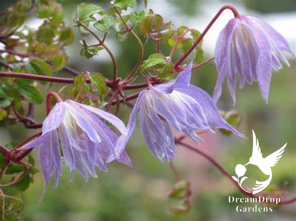 Clematis 'Alpina Blue Dancer' — DreamDrop Gardens photo 3