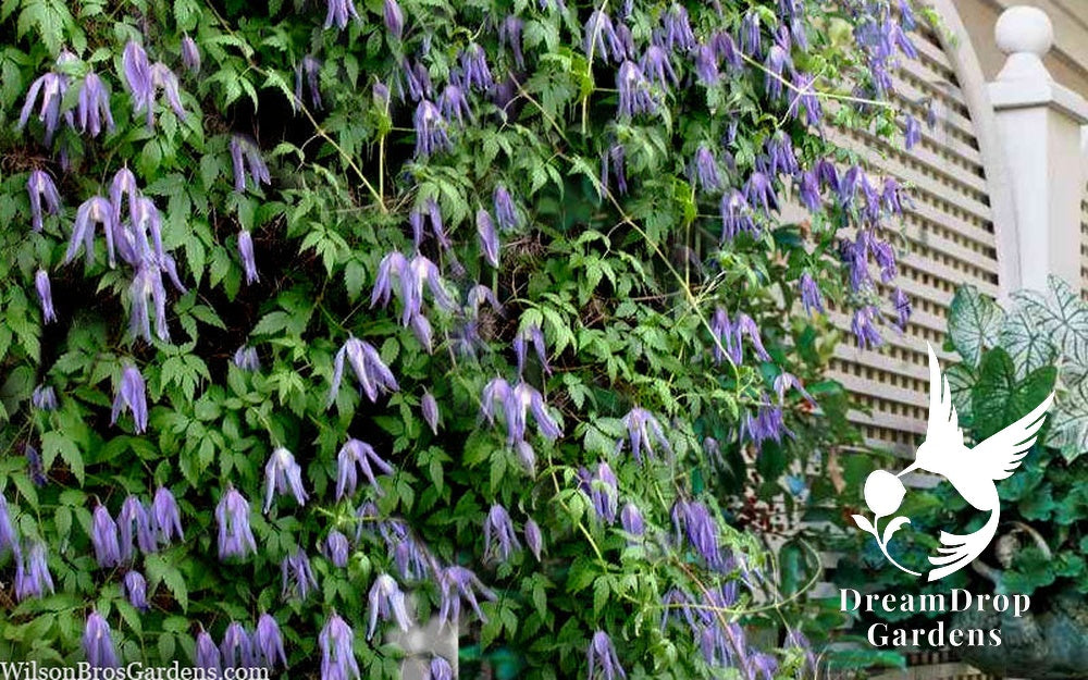 Clematis 'Alpina Blue Dancer' — DreamDrop Gardens photo 4