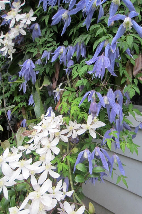 Clematis 'Alpina Blue Dancer'