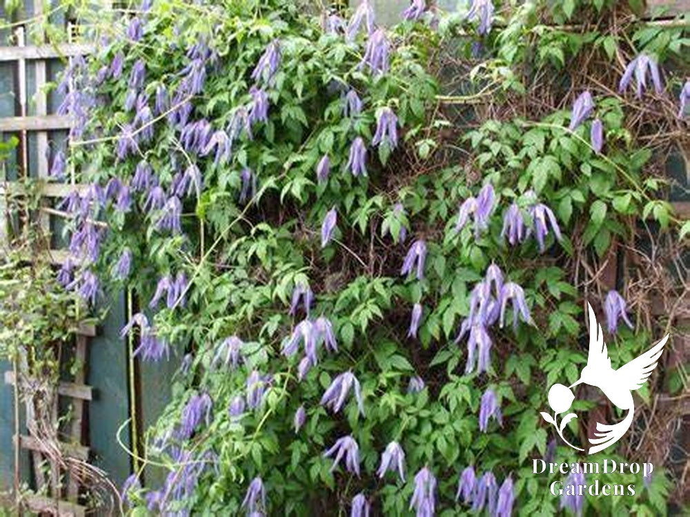 Clematis 'Alpina Blue Dancer' — DreamDrop Gardens photo 5