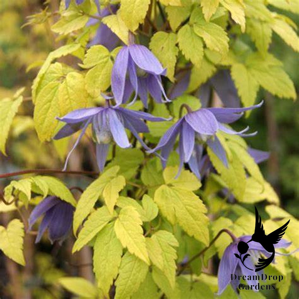 Clematis 'Alpina Blue Dancer' — DreamDrop Gardens photo 6