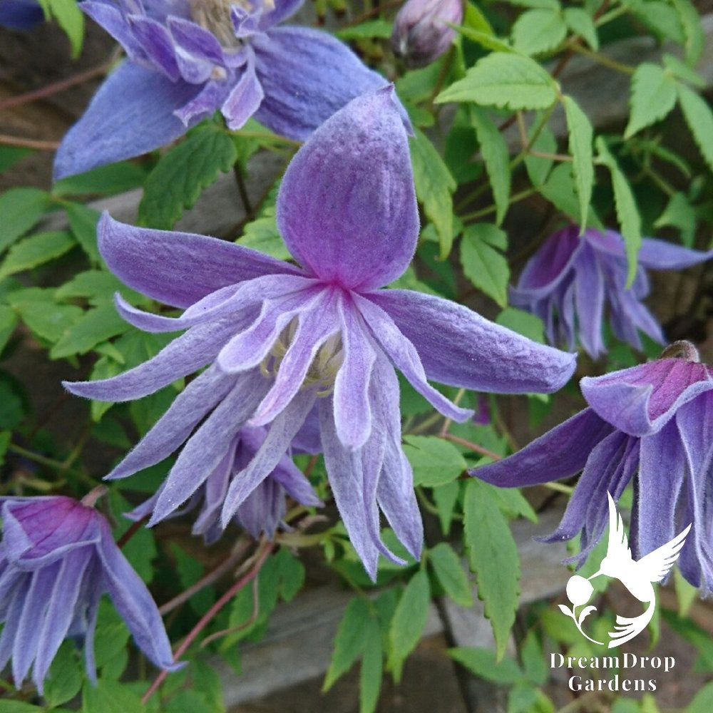 Clematis 'Alpina Blue Dancer' — DreamDrop Gardens photo 7