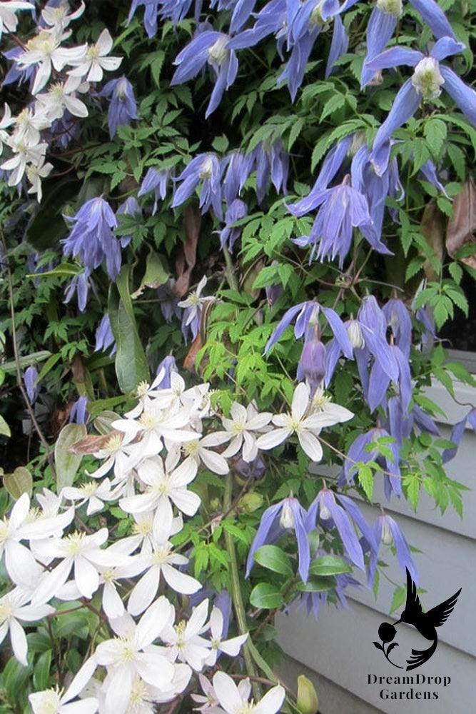 Clematis 'Alpina Blue Dancer' — DreamDrop Gardens photo 8