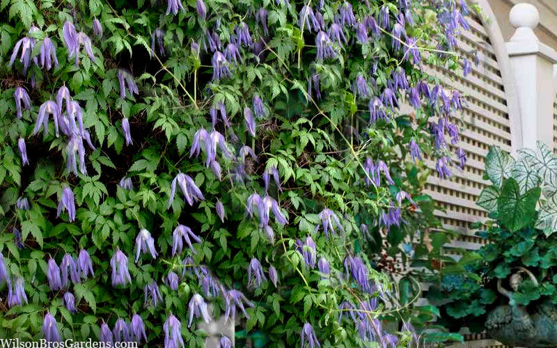 Clematis 'Alpina Blue Dancer'