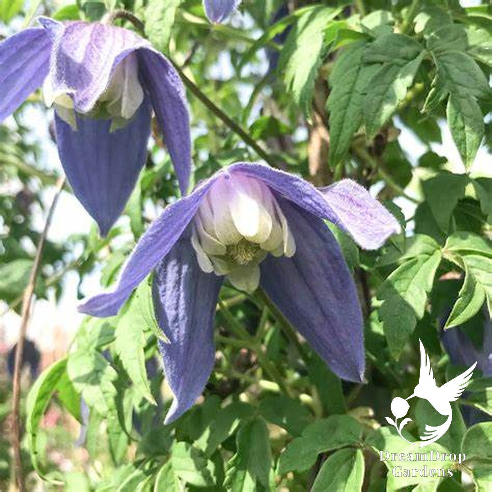 Clematis 'Alpina Blue Dancer' — DreamDrop Gardens photo 9