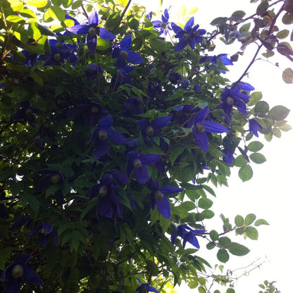 Clematis 'Alpina Blue Dancer'