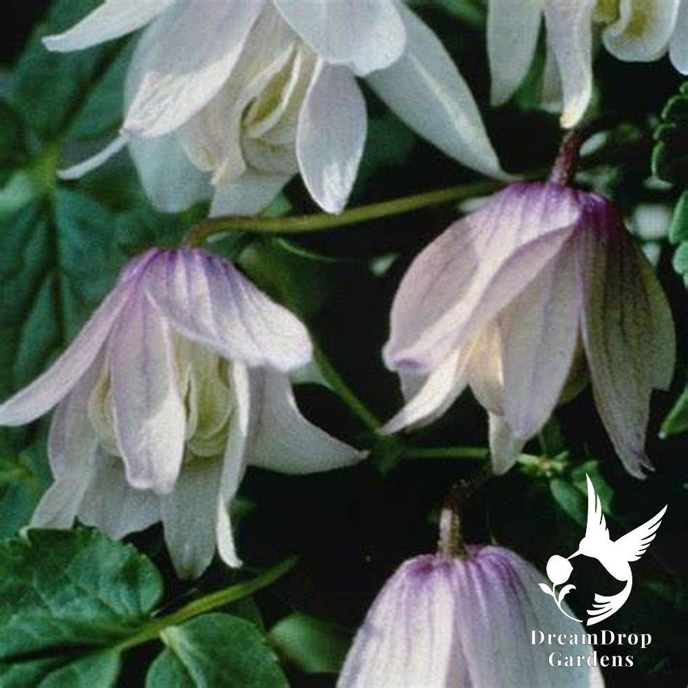 Clematis 'Alpina Pink Flamingo' AKA Atragena — DreamDrop Gardens photo 1