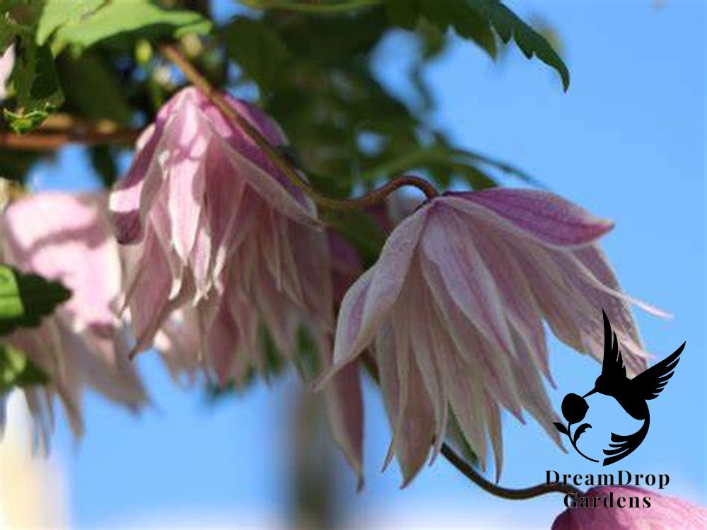 Clematis 'Alpina Pink Flamingo' AKA Atragena — DreamDrop Gardens photo 2