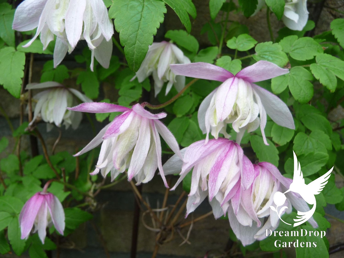 Clematis 'Alpina Pink Flamingo' AKA Atragena — DreamDrop Gardens photo 3