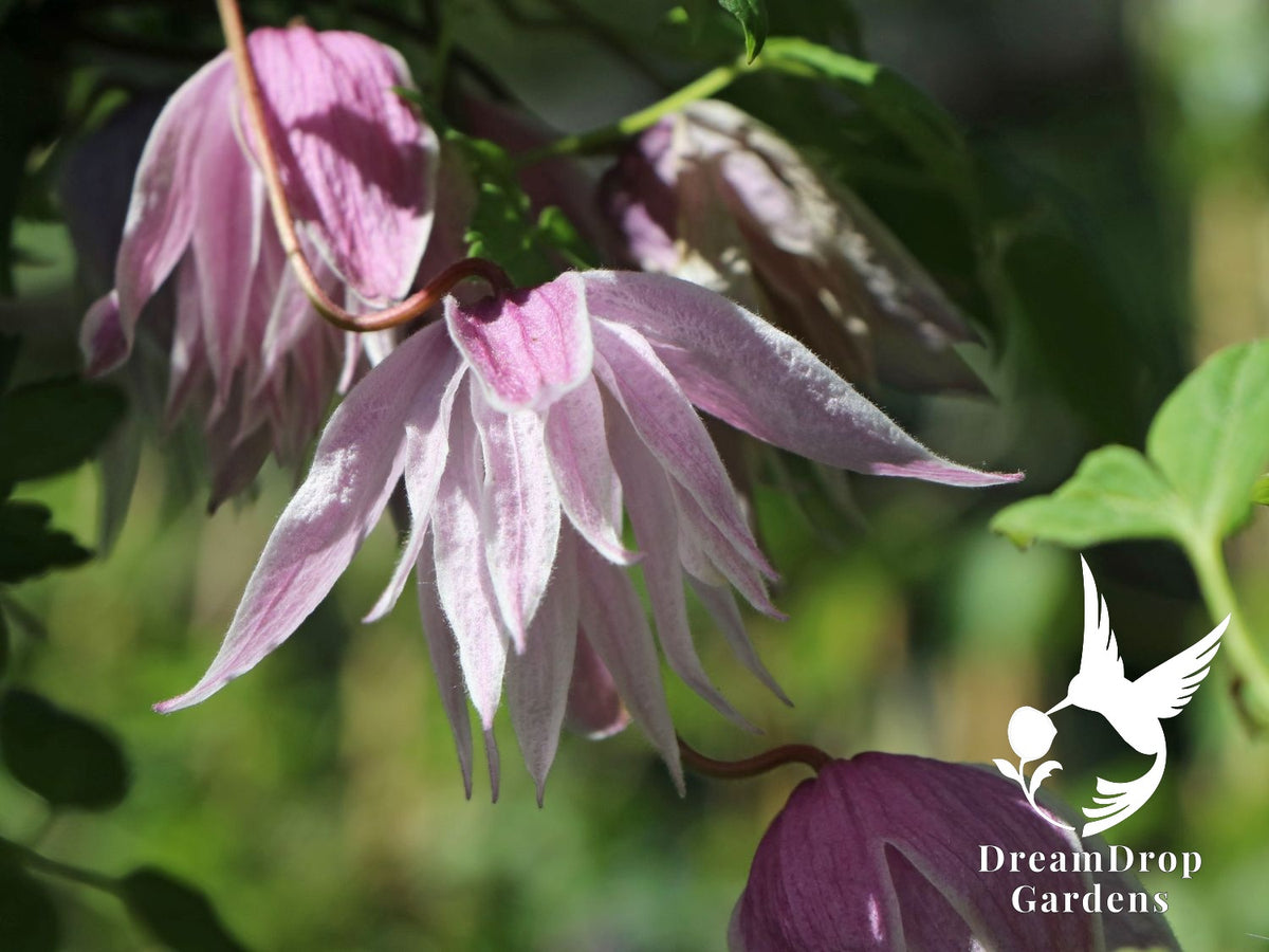 Clematis 'Alpina Pink Flamingo' AKA Atragena — DreamDrop Gardens photo 4