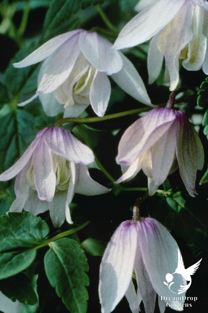 Clematis 'Alpina Pink Flamingo' AKA Atragena — DreamDrop Gardens photo 6
