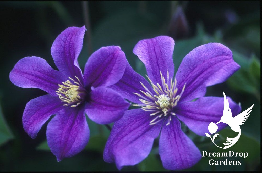 Clematis 'Arabella' - Non Vining — DreamDrop Gardens photo 1