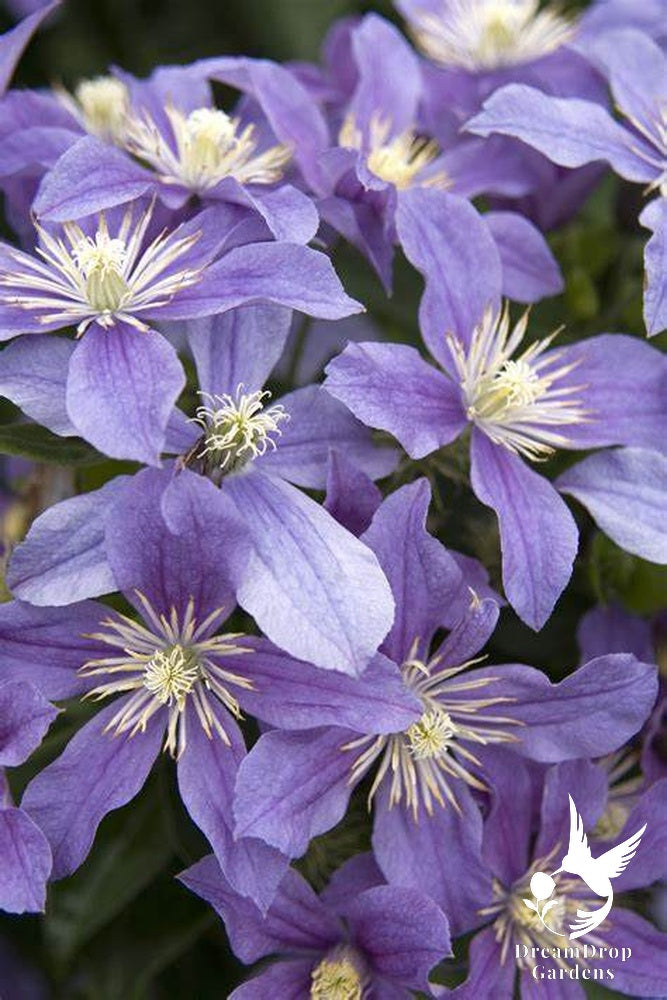 Clematis 'Arabella' - Non Vining — DreamDrop Gardens photo 2