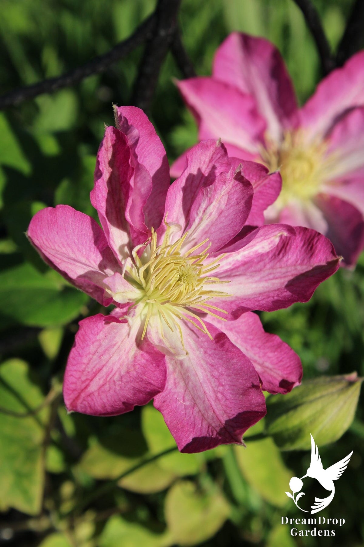 Clematis 'Asao' — DreamDrop Gardens photo 1
