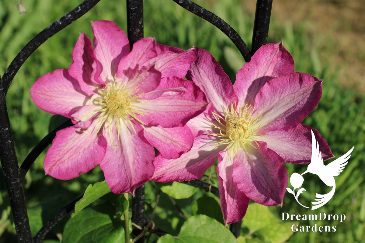 Clematis 'Asao' — DreamDrop Gardens photo 2