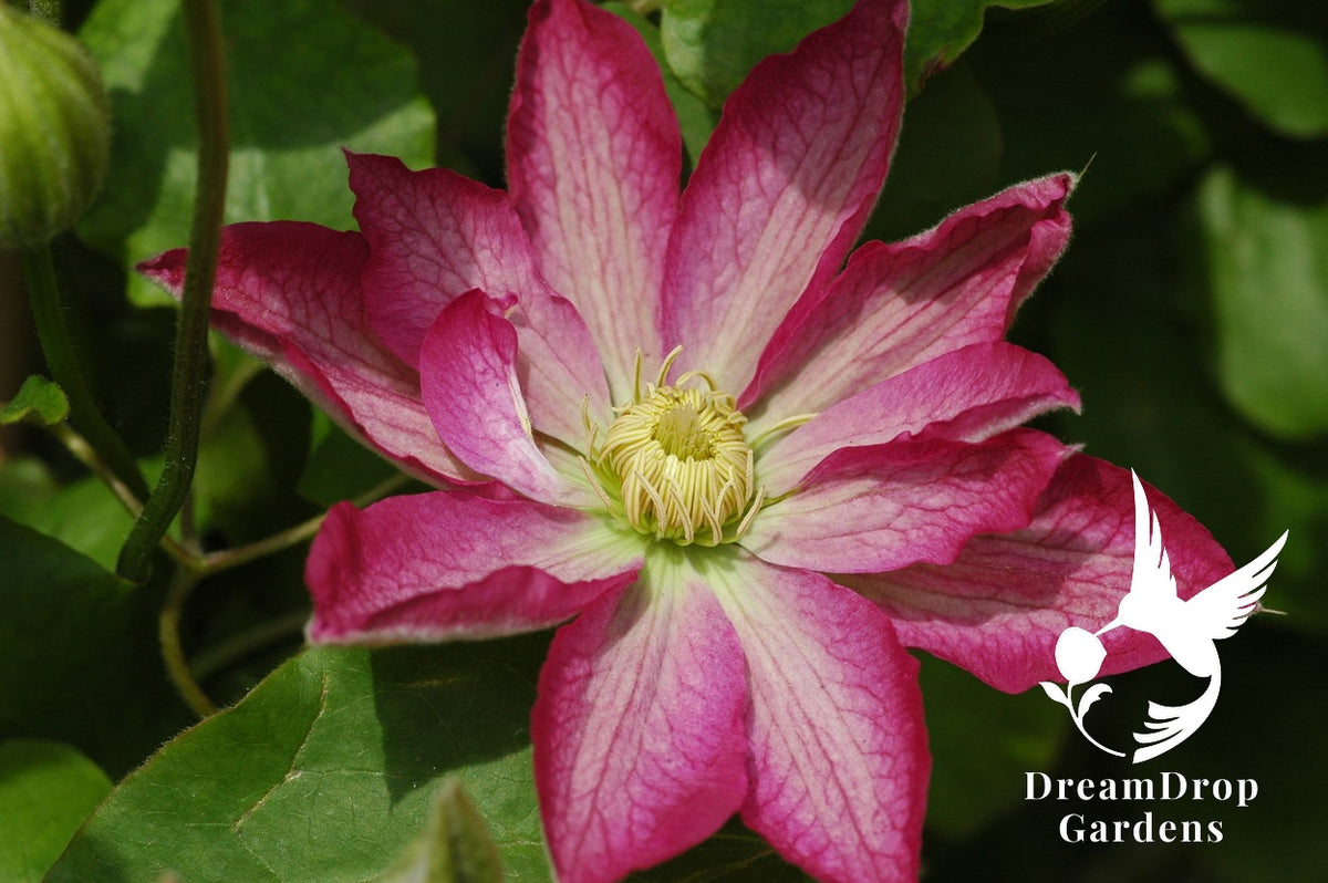 Clematis 'Asao' — DreamDrop Gardens photo 3