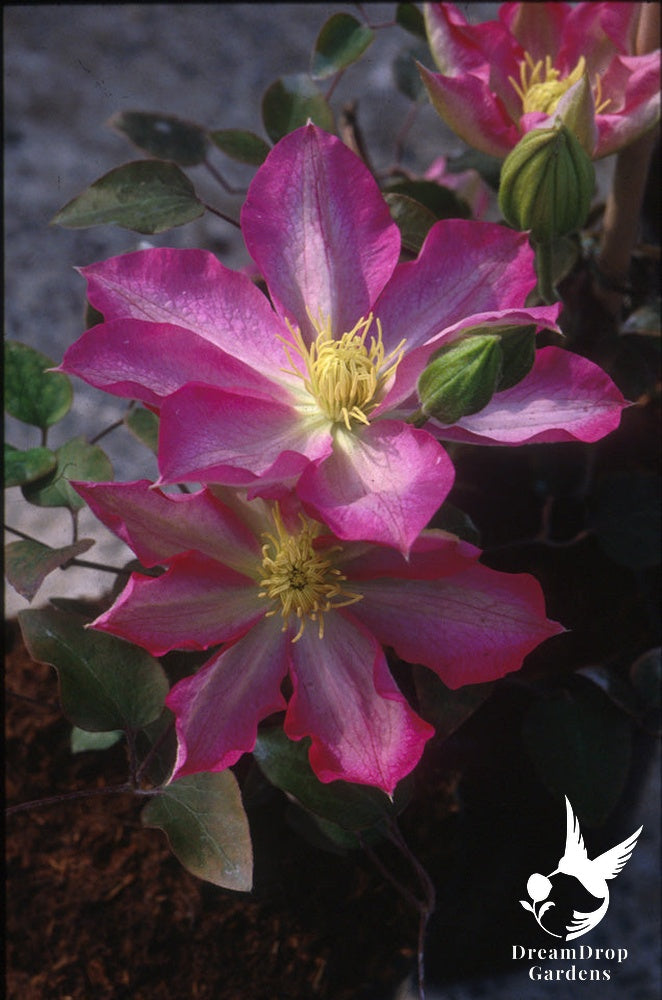 Clematis 'Asao' — DreamDrop Gardens photo 4