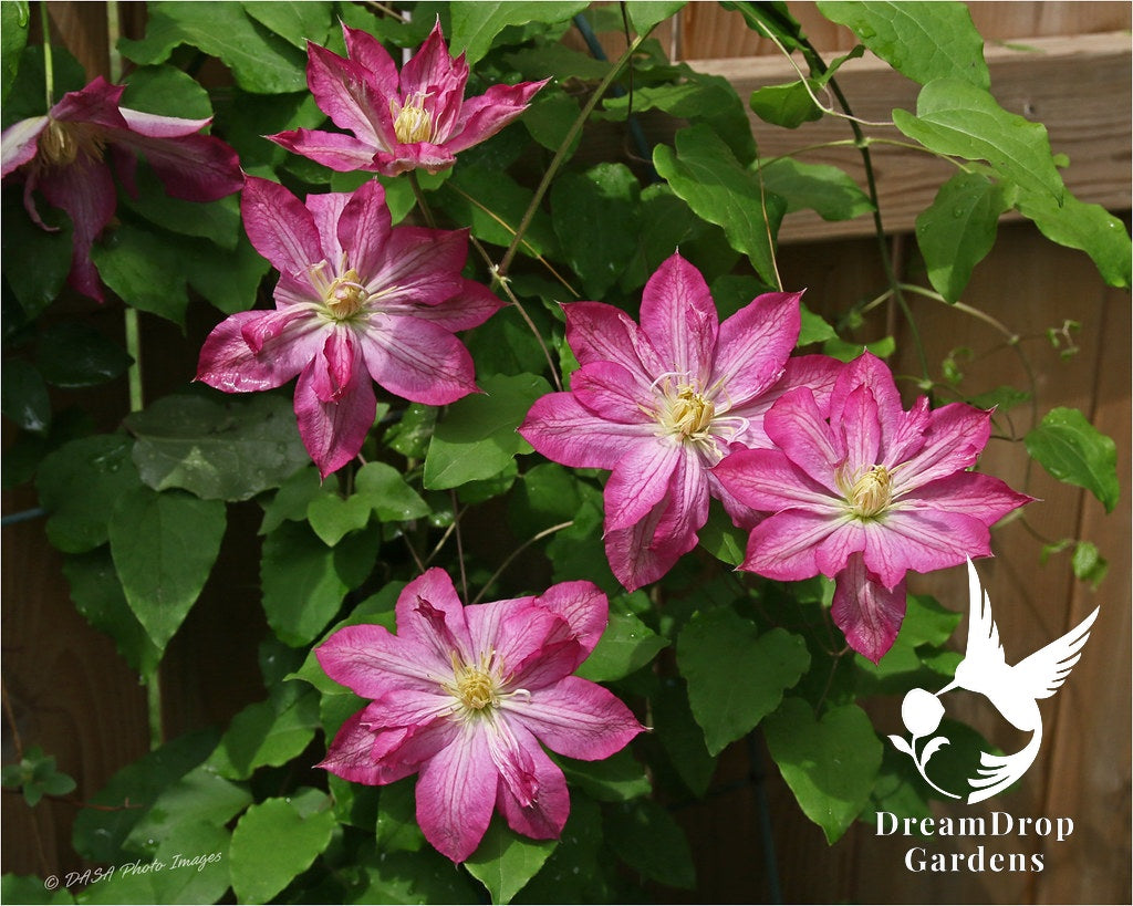 Clematis 'Asao' — DreamDrop Gardens photo 5