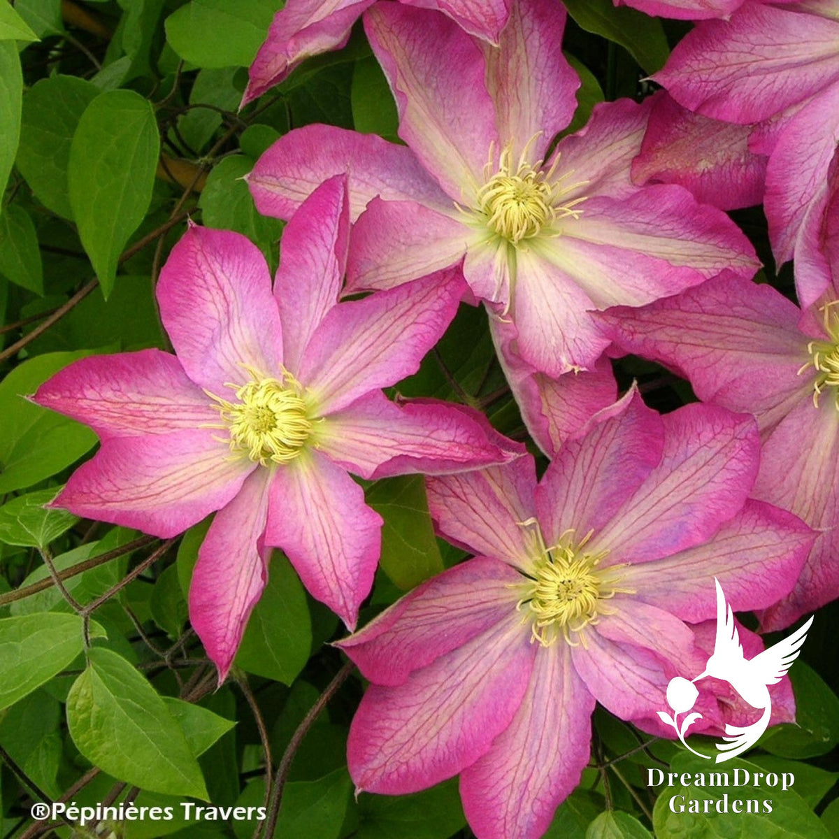 Clematis 'Asao' — DreamDrop Gardens photo 6