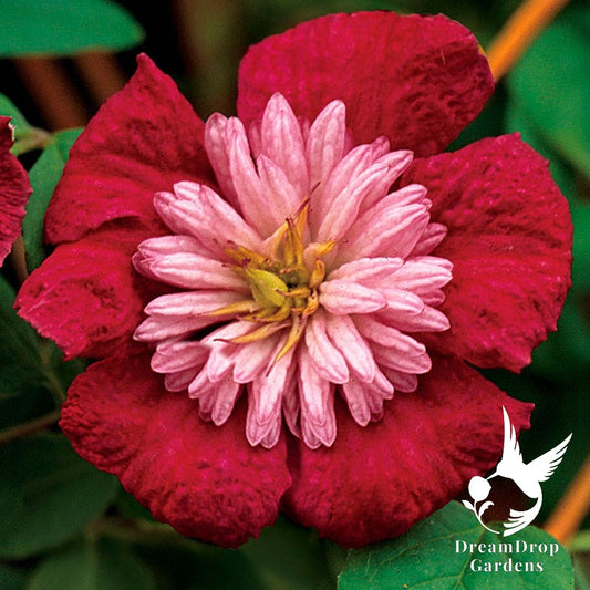 Clematis 'Avante Garde' - double bloom AKA 'Mulan' — DreamDrop Gardens photo 1