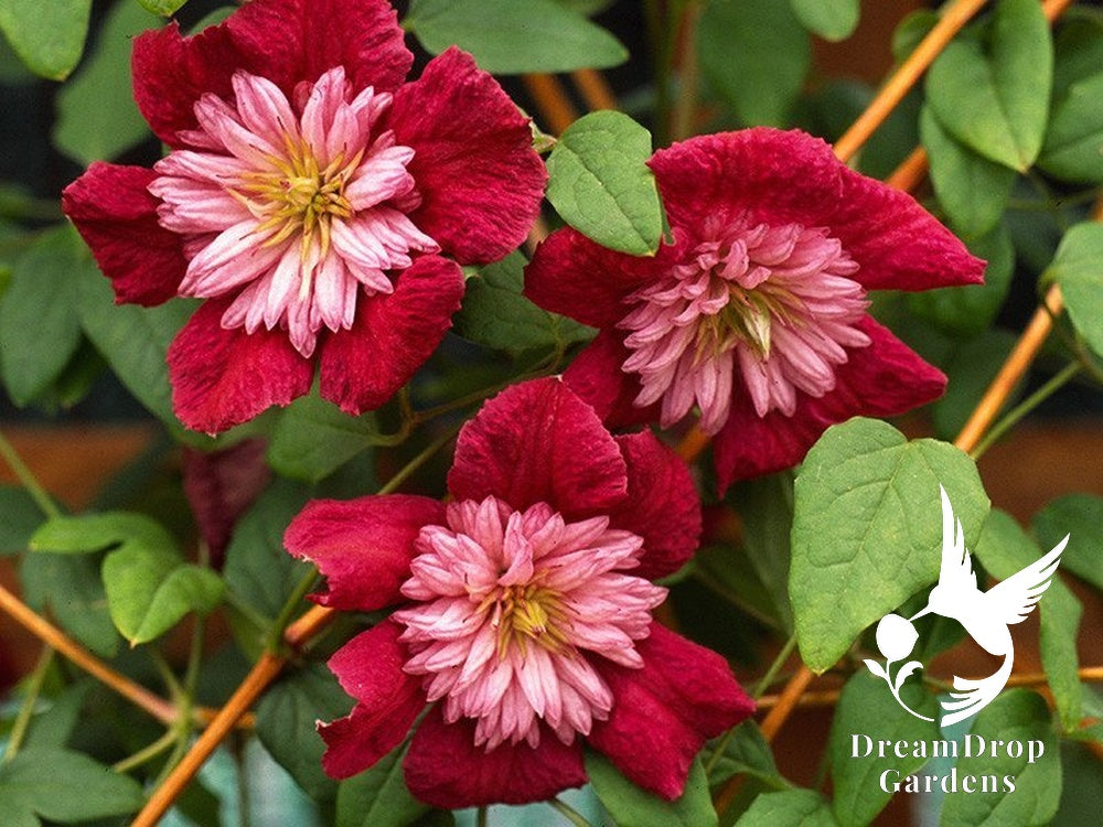 Clematis 'Avante Garde' - double bloom AKA 'Mulan' — DreamDrop Gardens photo 2