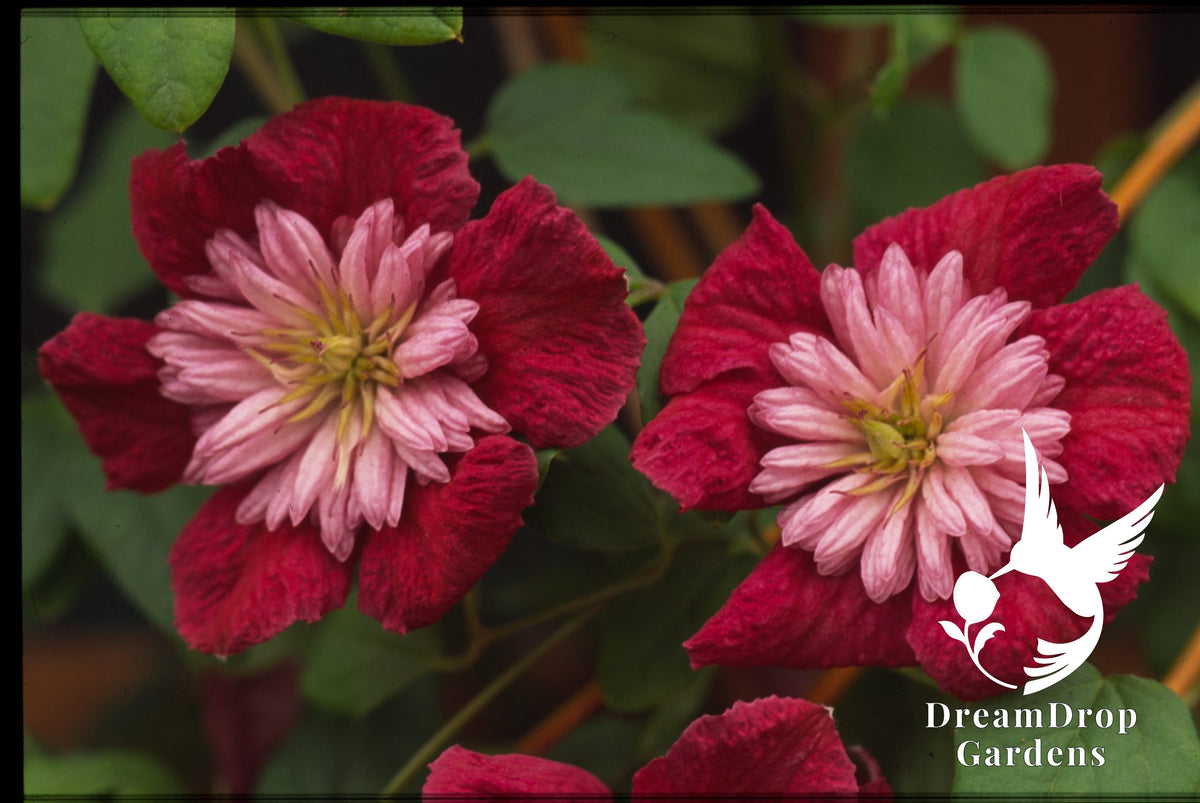 Clematis 'Avante Garde' - double bloom AKA 'Mulan' — DreamDrop Gardens photo 3