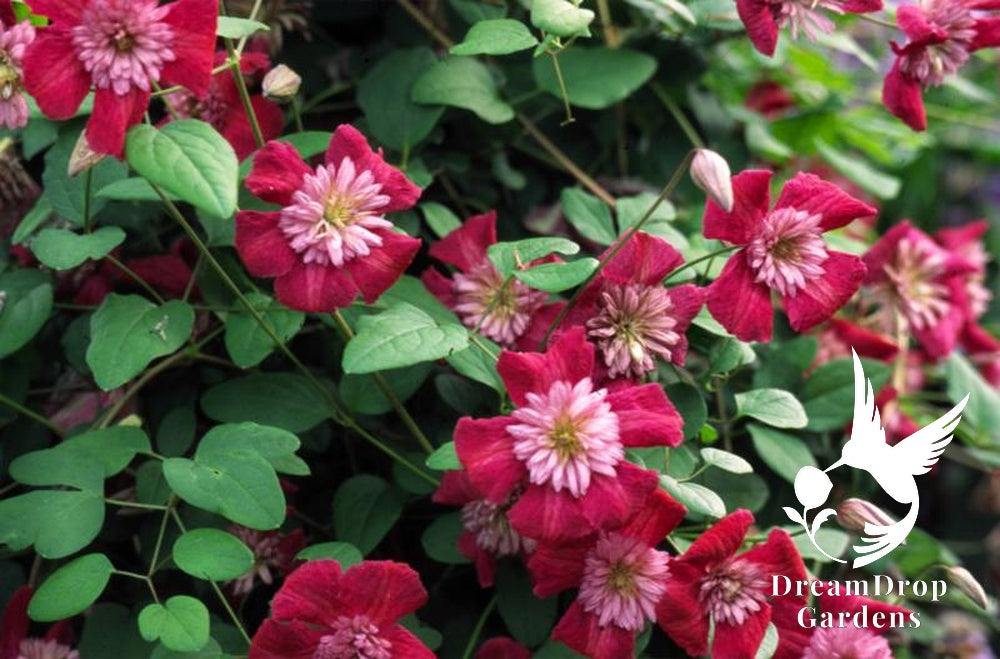 Clematis 'Avante Garde' - double bloom AKA 'Mulan' — DreamDrop Gardens photo 4