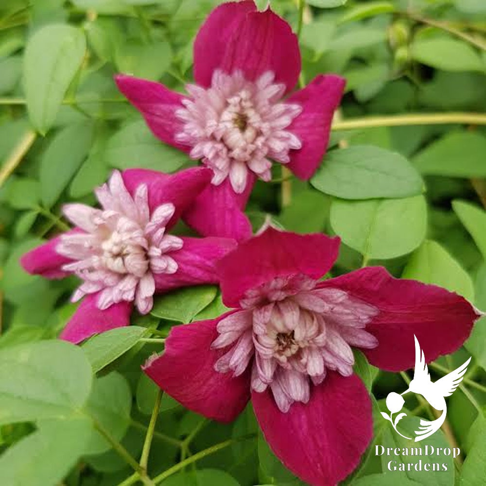 Clematis 'Avante Garde' - double bloom AKA 'Mulan' — DreamDrop Gardens photo 5