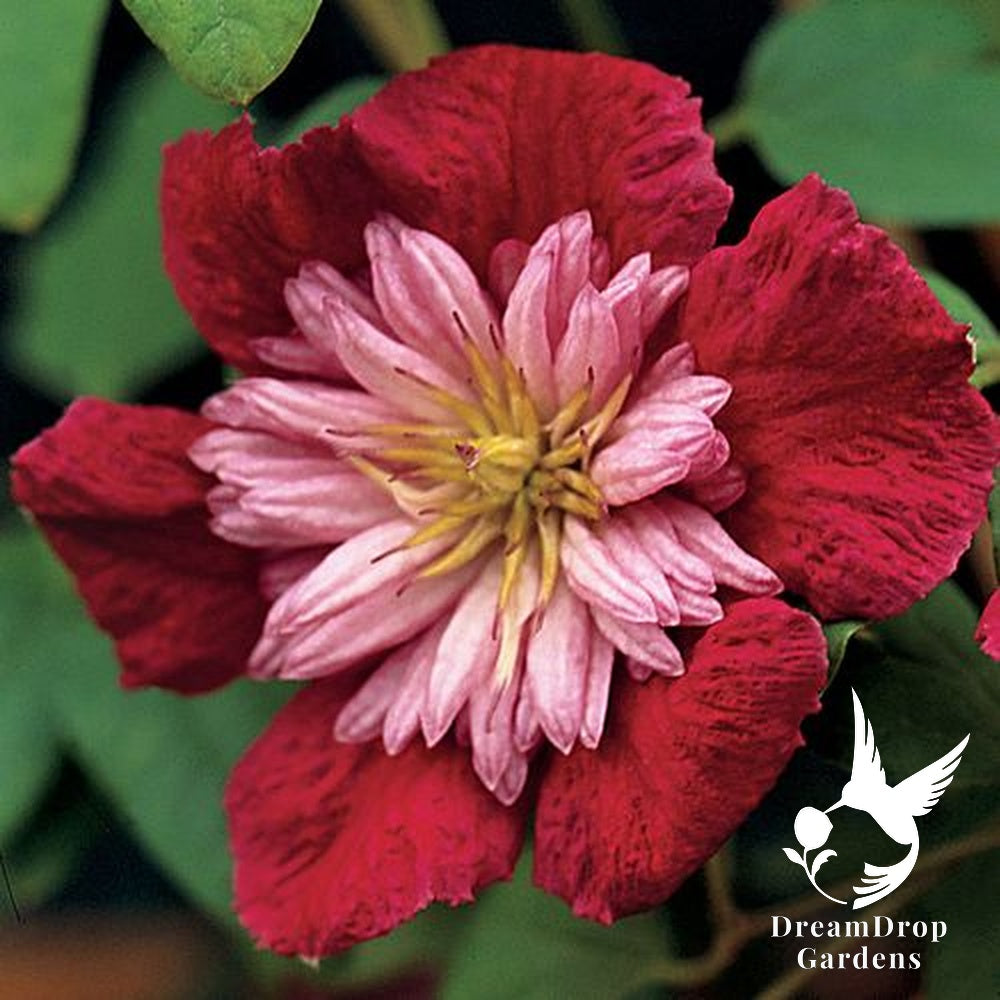 Clematis 'Avante Garde' - double bloom AKA 'Mulan' — DreamDrop Gardens photo 6