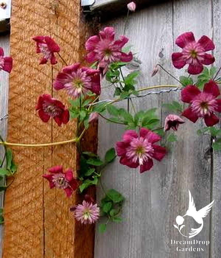 Clematis 'Avante Garde' - double bloom AKA 'Mulan' — DreamDrop Gardens photo 7