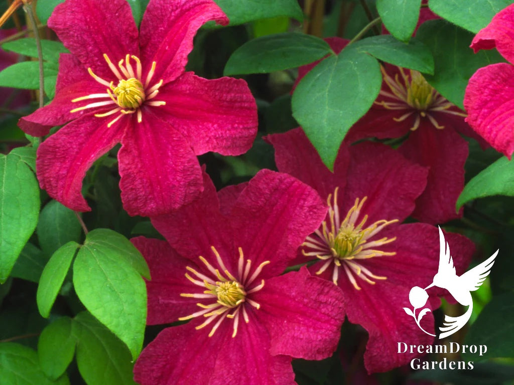 Clematis 'Barbara Harrington' — DreamDrop Gardens photo 1