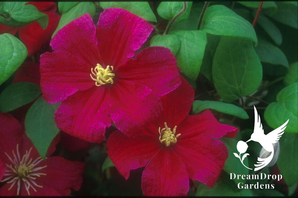 Clematis 'Barbara Harrington' — DreamDrop Gardens photo 2