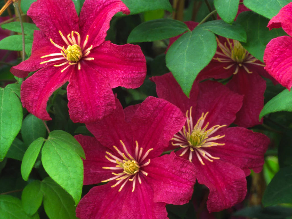 Clematis 'Barbara Harrington'