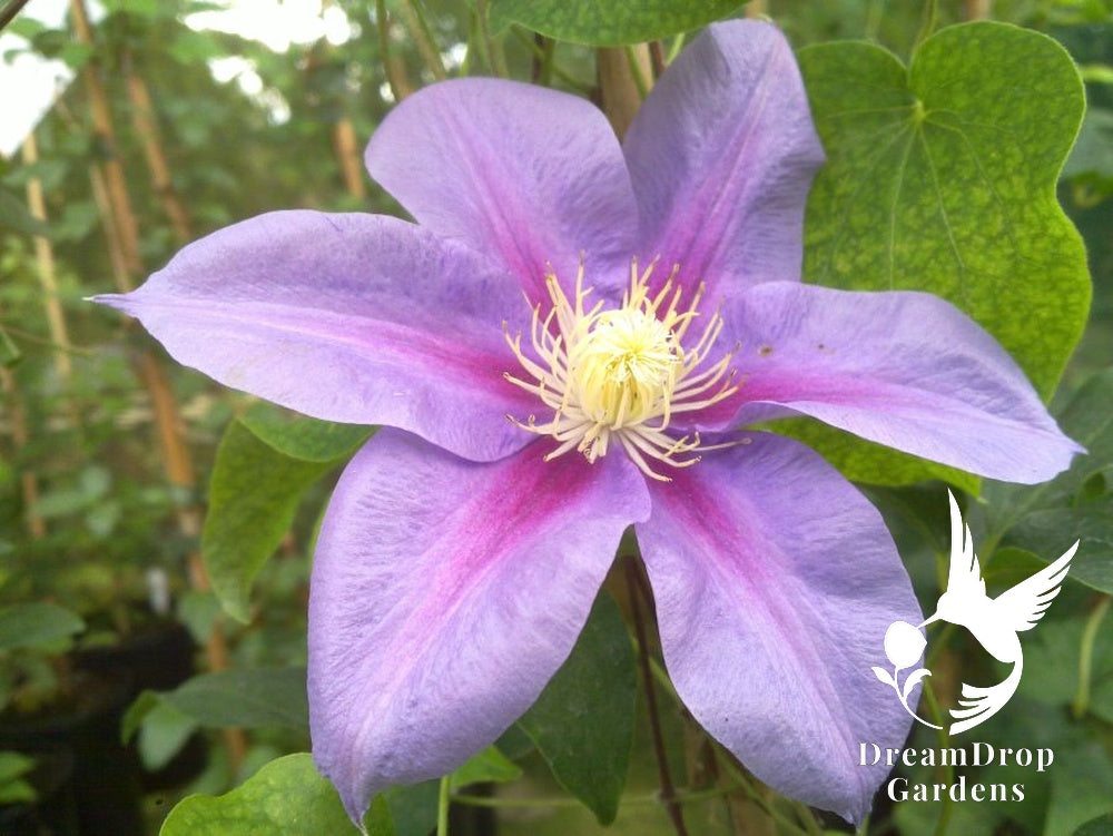 Clematis 'Barbara Jackman' — DreamDrop Gardens photo 1