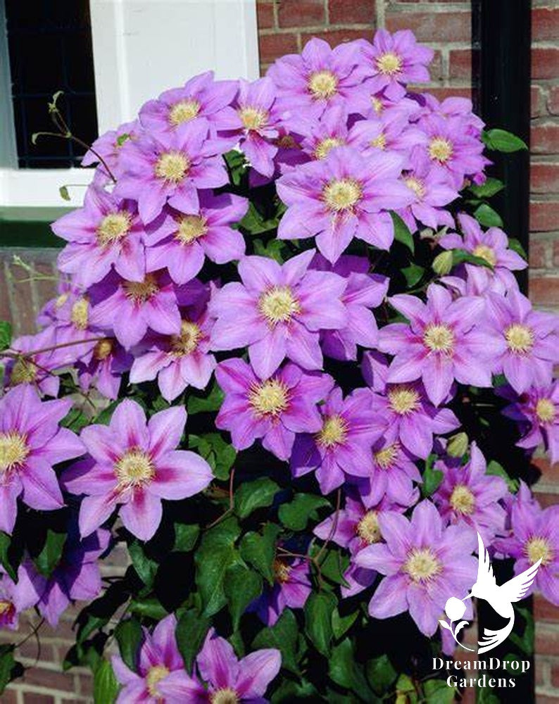 Clematis 'Barbara Jackman' — DreamDrop Gardens photo 2
