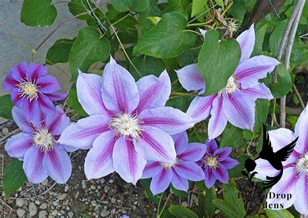 Clematis 'Barbara Jackman' — DreamDrop Gardens photo 3