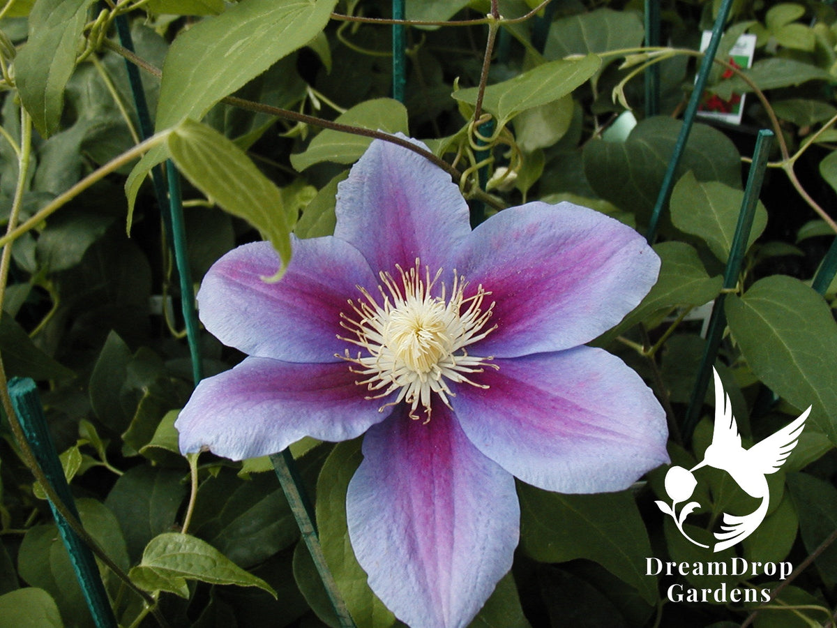 Clematis 'Barbara Jackman' — DreamDrop Gardens photo 4