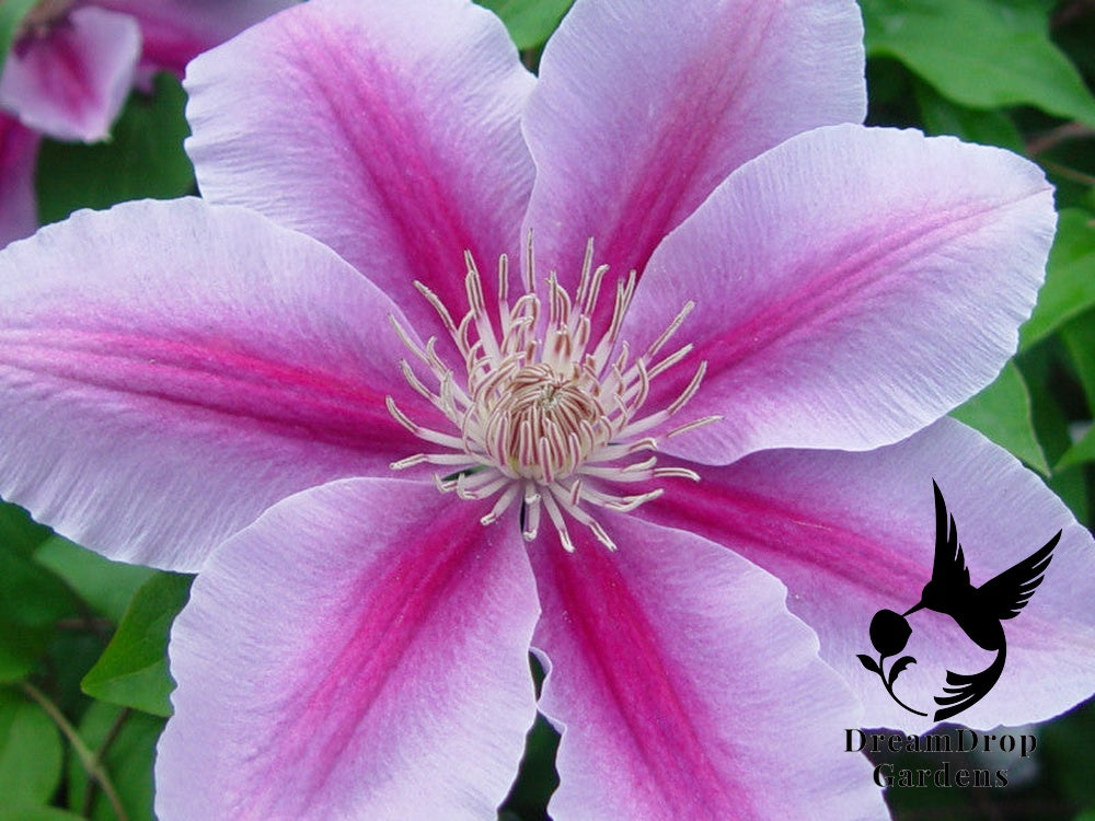 Clematis 'Bees Jubilee' — DreamDrop Gardens photo 1