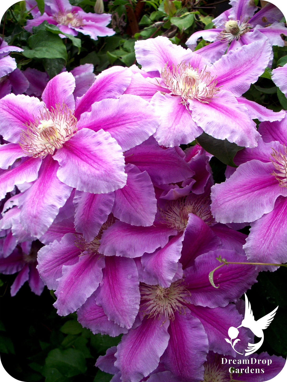 Clematis 'Bees Jubilee' — DreamDrop Gardens photo 2