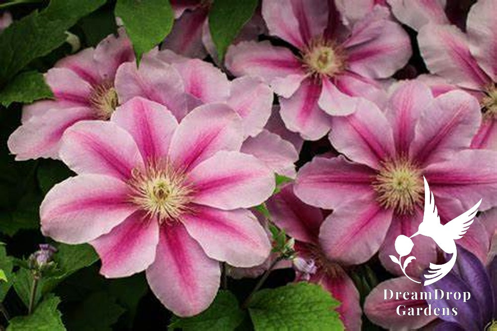 Clematis 'Bees Jubilee' — DreamDrop Gardens photo 3