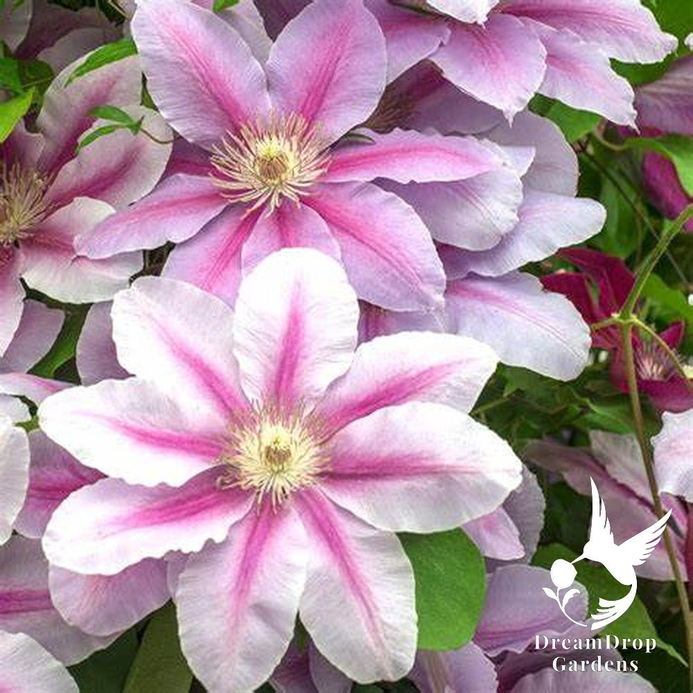 Clematis 'Bees Jubilee' — DreamDrop Gardens photo 4